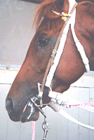 �n�[�g�n�~���p