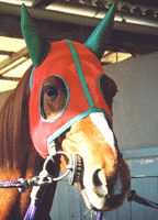 �C�^�C�^�����ʐ^