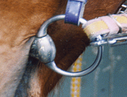 �m�[�}���n�~�|�`��