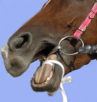 ���̒��͂������I